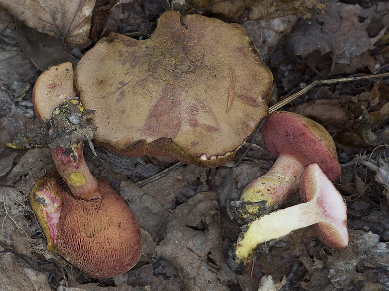 Rubinoboletus rubinus